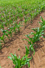 Young corn plants growing on the field on a sunny day. Selective focus