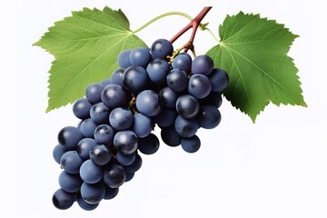 illustration of different variety of grape on white background