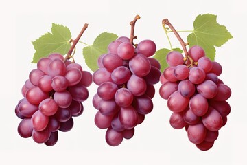Fototapeta premium illustration of different variety of grape on white background