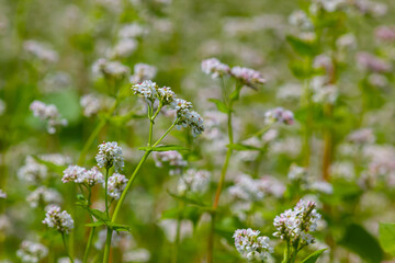 buckwheat flower on the field