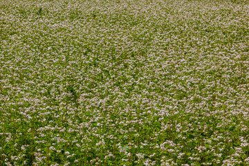buckwheat flower on the field