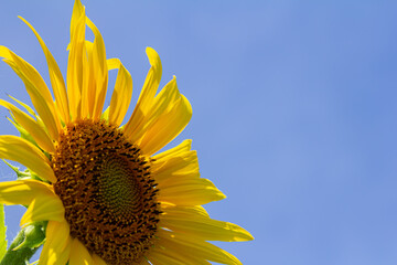 Sunflower with blue sky background