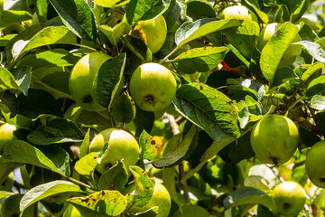 Harvesting. Closeup of ripe sweet apples on tree branches in green foliage of summer orchard