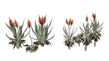 Aloe Vera plants on transparent background - 3D Illustration