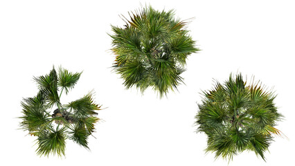 Palmetto Palm trees - top view on transparent background - 3D Illustration
