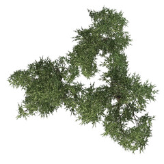 Acacia trees - top view on transparent background - 3D Illustration