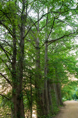  A trail beside Lady Bird Lake in Austin, Texas. Tall, lush trees with thick trunks and abundant green foliage form a natural canopy, their branches stretching overhead. 