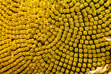 the beautiful sunflowers field close up in the sunshine