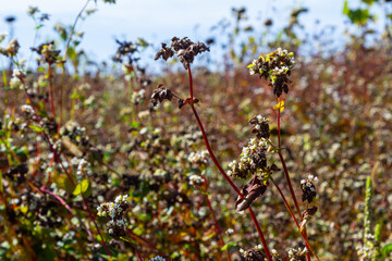 Ripe buckwheat plants on the field. Selective focus. Shallow depth of field