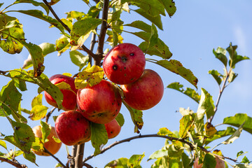 A Stack Of apple scab Diseases and Symptoms with Apple trees