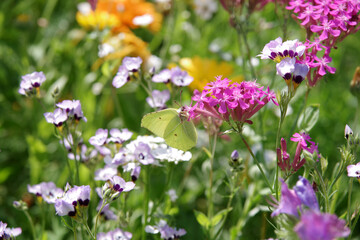  Der gelbe Zitronenfalter sitzt in der Mitte einer Blumenwiese und saugt Nektar aus einer pinken Blüte