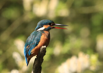 Ledňáček říční - Alcedo atthis