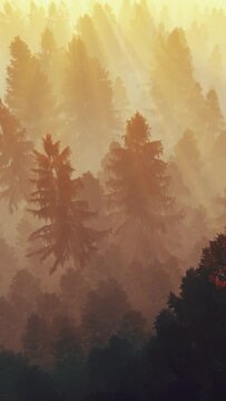 Flight over autumnal pine forest against morning sun, vertical video