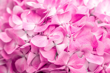 Pink flowers close up. Bouquet of purple flowers. City flower beds, a beautiful and well-groomed...