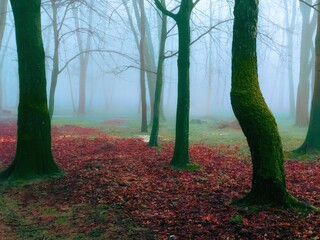 Mystical mysterious forest in the fog. Autumn landscape in red tones. Atmospheric woods in the...