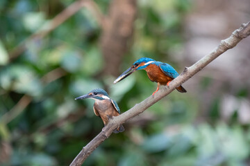 The common kingfisher, also known as the Eurasian kingfisher and river kingfisher, Alcedo atthis