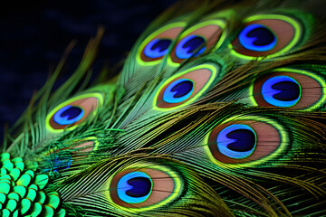 Fototapeta premium peacock feather close up