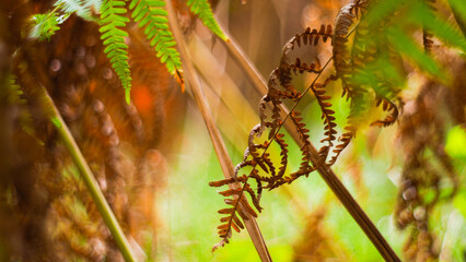 Fougères sauvages, dans la forêt des Landes de Gascogne