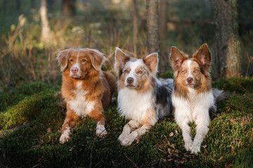 Two Border Collies and one Nova Scotia Duck Tolling Retriever dogs rest together in a tranquil...