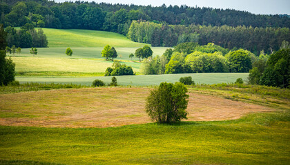 Drzewo piękne