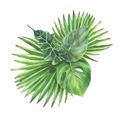 Tropical green leaves arrangement, exotic home plant foliage. Watercolor Monstera palm, philodendron. Botanical jungle clipart for card, label. Hand drawn illustration. Isolated white background. 