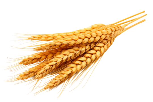 Whispers of Harvest on a White or Clear Surface PNG Transparent Background.