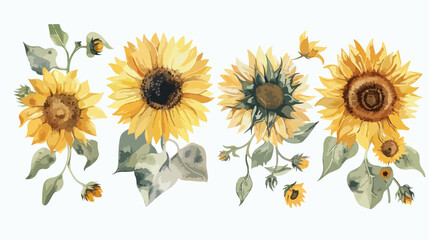 Watercolor Illustration Four of beautiful sunflower white