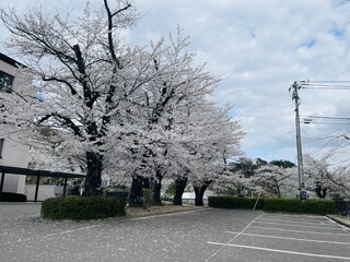 満開の桜と坂道