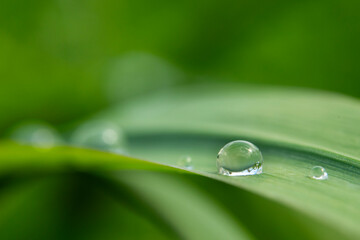 Water droplets on green long leaves. Long leaves wet with water drops or dew. Raindrops on green...