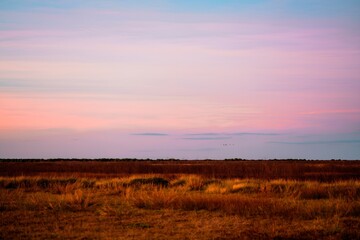 Flock of Birds Flying Over Field at Dusk Sunset Outback Western Australia Kimberley