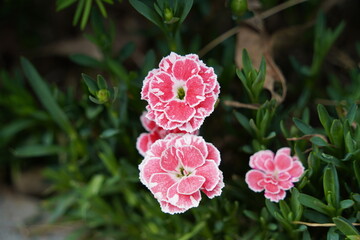 Diarthus Caryophyllus, Pink Flowers Garden