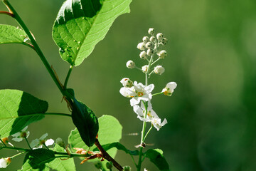 Flowers of Prunus Padus by the Olterudelva River, Toten, Norway, in May.