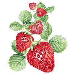 Strawberry Watercolor illustration, strawberry bushes with green leaves, hand drawn strawberry.