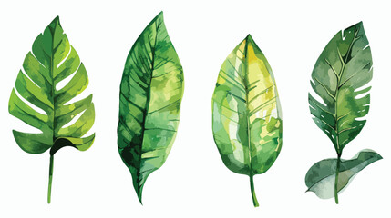 Watercolor Illustration Four of Tropical Leave Vector