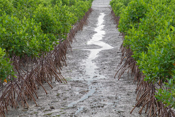 Many mangrove trees have many roots