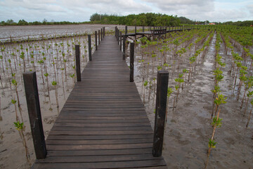 Obraz premium Newly planted mangrove trees with wooden bridges