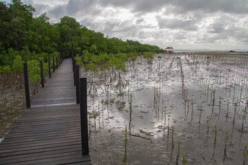 Newly planted mangrove trees with wooden bridges