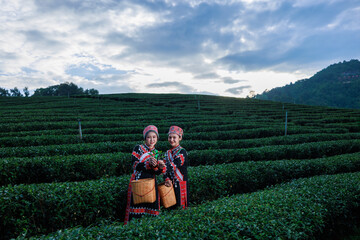 Naklejka premium two asian woman wearing traditional dress picking tea leaf in tea plantation 101, at Chiangrai Province, Thailand
