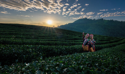 two asian woman wearing  traditional dress picking tea leaf in tea plantation 101  with background...