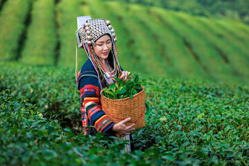 portrait of asian woman wearing  traditional dress picking tea leaf in tea plantation 101, at...