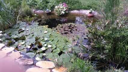 Bassin de jardin avec nénuphars et végétation luxuriante