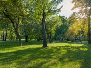 Fragment of park with old trees in spring evening backlit