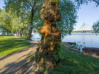 Tree trunk with numerous outgrowth in park against the river