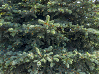 Background of blue spruce branches in spring sunny weather