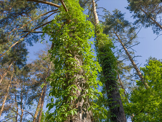 Fototapeta premium Maiden grapes with fresh green leaves creeping on pines trunks