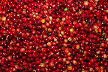 Fresh red raw berries coffee beans full frame,