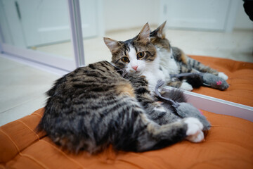 Obraz premium Adorable striped cat sitting on the pillow