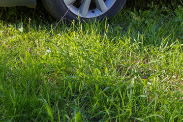 Green grass against the fragment of car wheel on meadow