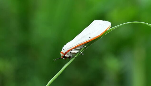 a White moth "chionarctia nivea" in the wild, macro, close up, phototage, insect.