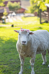 A cute sheep with flower wreath in green grass. Easter concept.